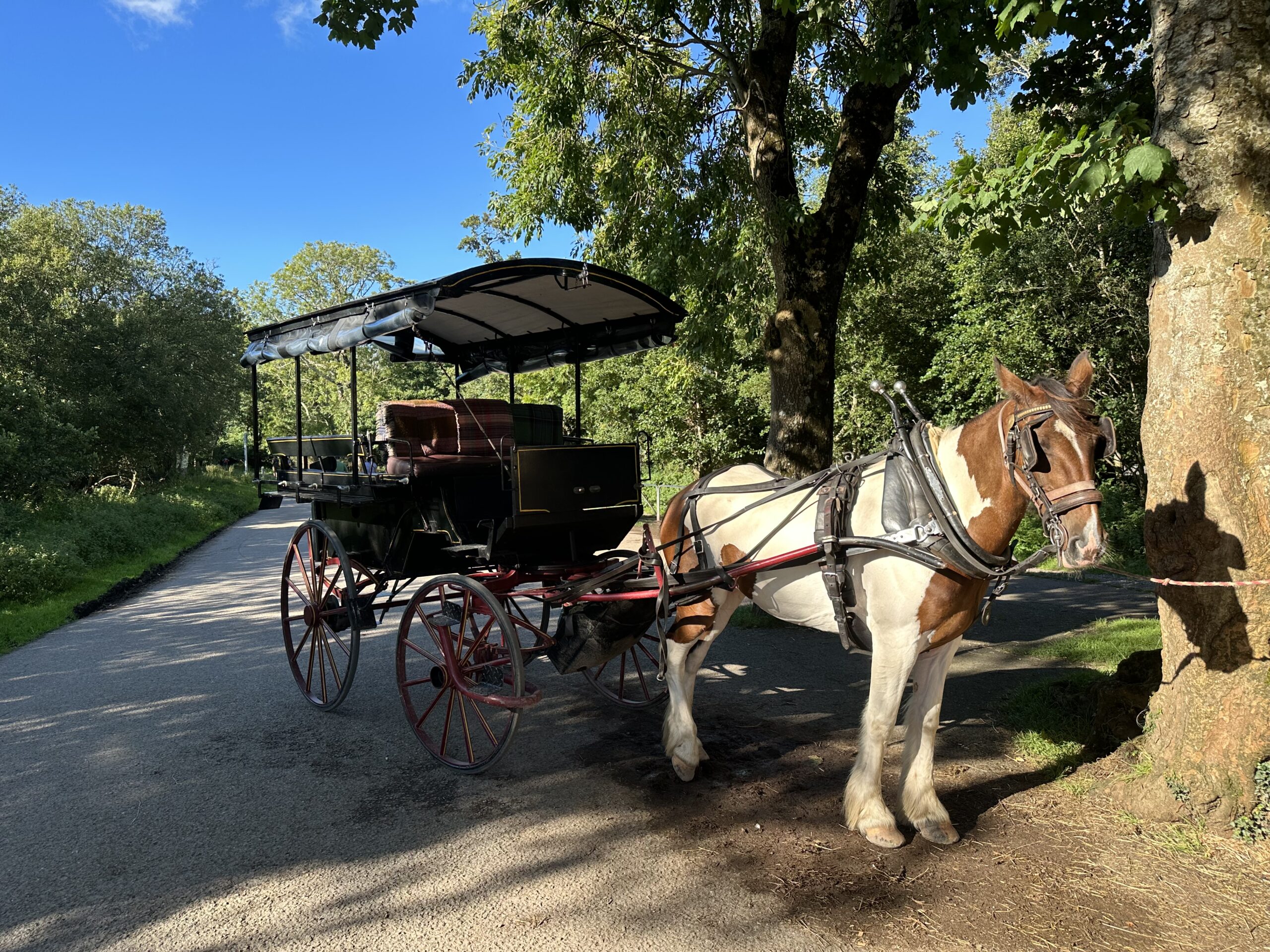 Horse-drawn carriage ride in Killarney